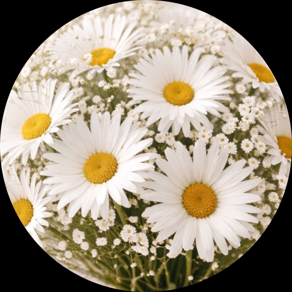daisy3247